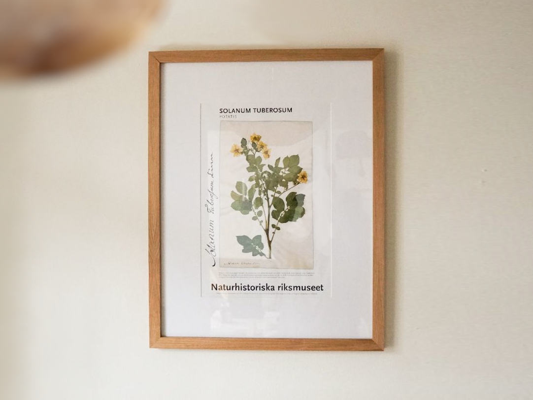 Botanical Illustration Framed in Oak